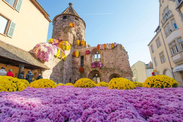 Chrysanthemen Fest in Lahr