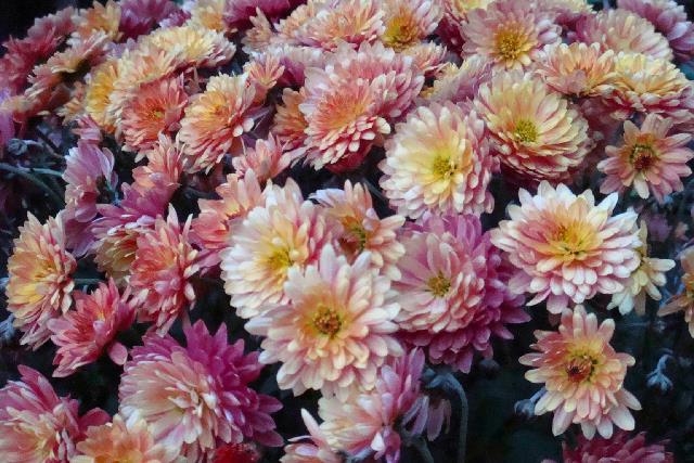 Chrysanthemen Fest in Lahr