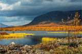Goldiger Herbst in Lappland